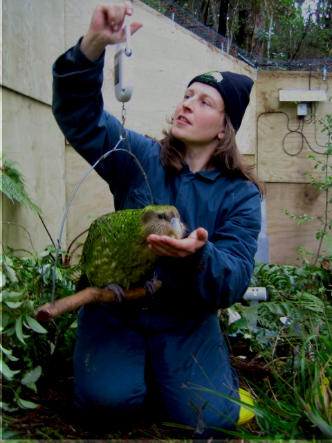 A lady is weighing a Kakapo